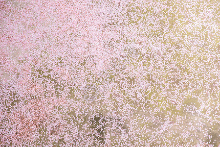 樱花落地铺满背景素材高清图片