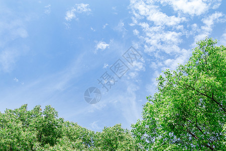 蓝天绿树背景图片