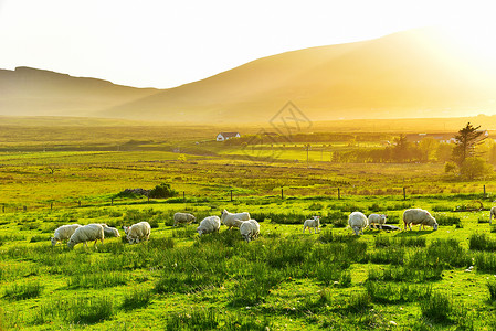 苏格兰地图英国天空岛草原黄昏绵羊背景