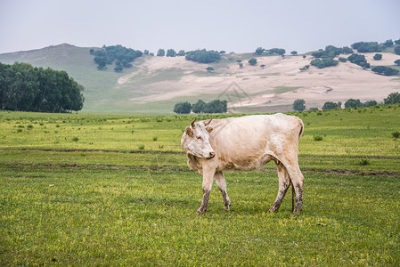 牧童坐在牛上草原上的牛背景