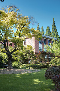 大学里的林荫道背景图片