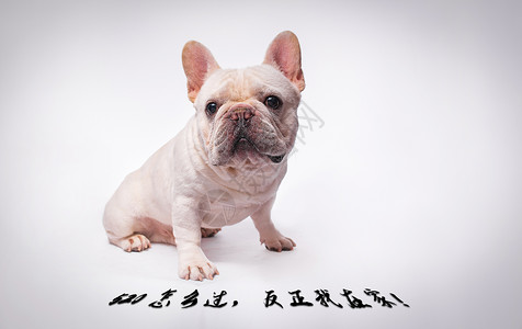 保护单身狗520单身狗设计图片