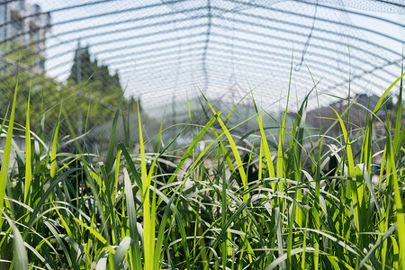 稻草田元素植物实验棚背景