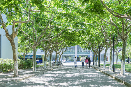 夏季毕业季毕业季大学校园林荫道背景