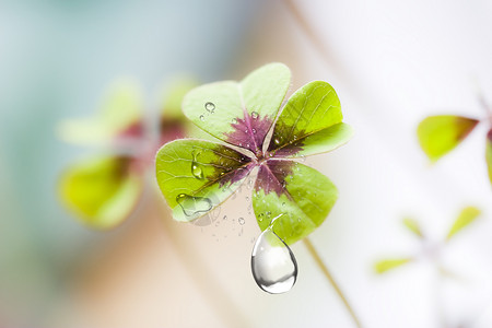 花草与梅花鹿未来只有露水可以喝？设计图片