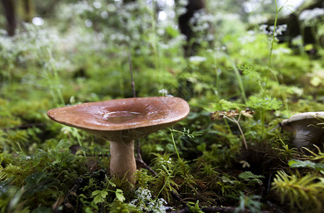 菌菇类雨中蘑菇背景
