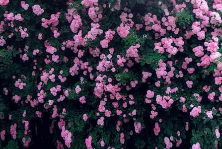 盛开的蔷薇花高清图片