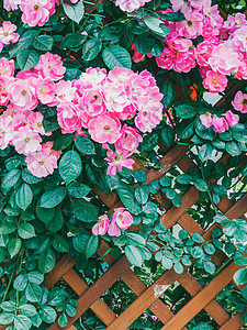 盛开的蔷薇花背景图片