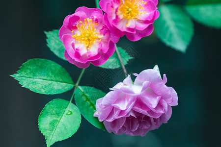 盛开的蔷薇花背景图片