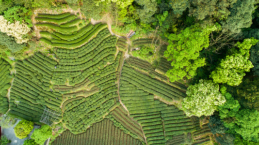 航拍梅家坞绿色茶园龙井茶高清图片素材