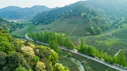 航拍梅家坞绿色茶园山岭高清图片素材