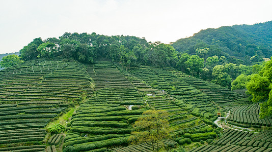 航拍梅家坞绿色茶园自然美高清图片素材