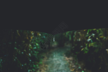 黑低花素材林中雨背景