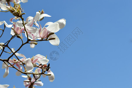淡蓝天空下盛开的玉兰花背景图片