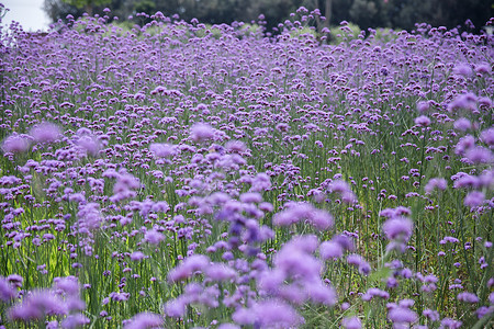 公园紫色开放花的风景图片
