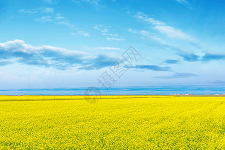 春天风景元素青海湖油菜花背景