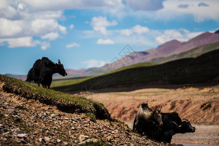 西藏耗牛蓝天青草和牦牛背景