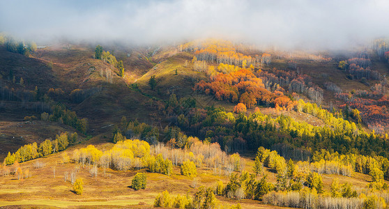 新疆太阳云雾笼罩层林尽染背景