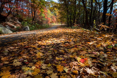 洒落一地的叶子铺满落叶的小路背景