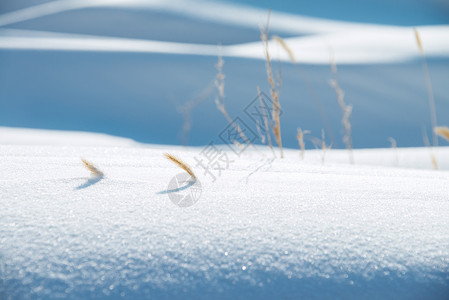 雪淞雪地毛毛草背景