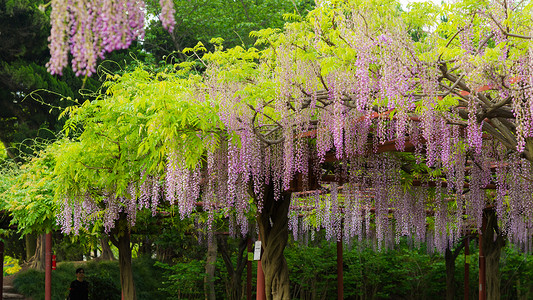 主题花园嘉定紫藤园背景