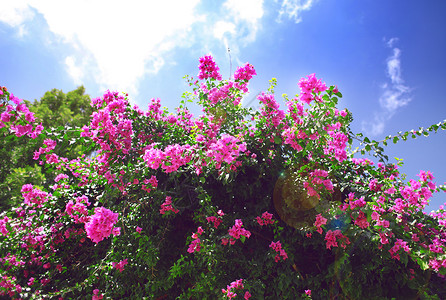 灿烂天空毕业季-灿烂花开的天空背景