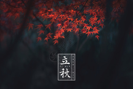 手绘落叶二十四节气 立秋 创意海报设计图片