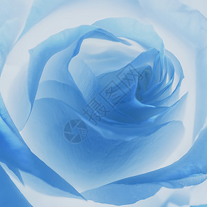 花卉植物漂浮物蓝调玫瑰梦设计图片