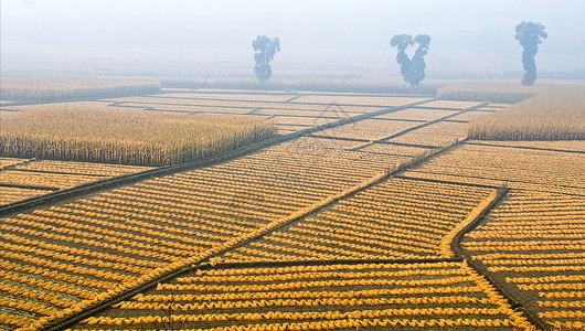 自由线条晨雾中的农田背景
