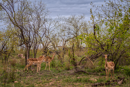 南非观光旅游南非克鲁格国家公园的羚羊背景