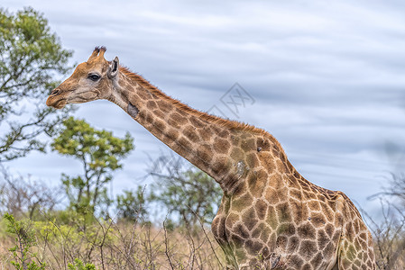 野生动物保护非洲草原上的长颈鹿背景