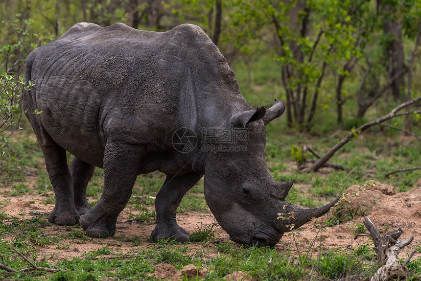 南非克鲁格国家公园的犀牛图片