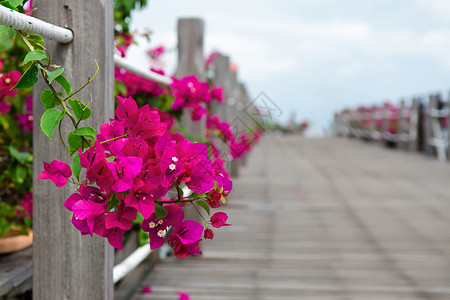 海边栈道旁的花卉图片