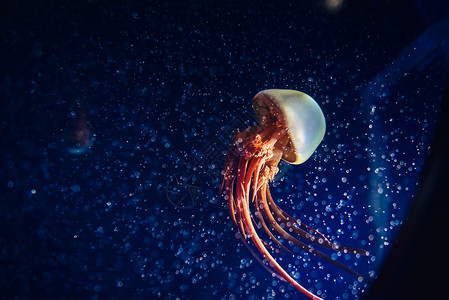 地球生命孤独生物水母背景