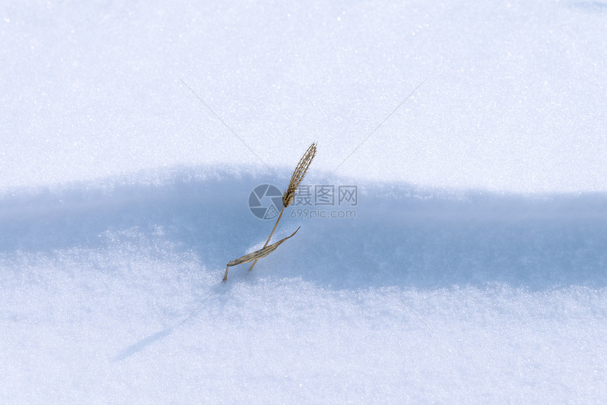 雪地枯草图片