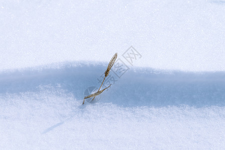 雪地枯草背景图片