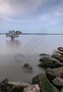 海边的树背景图片