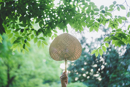 夏日蒲扇绿叶背景高清图片