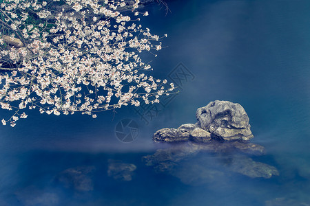 粉色花藤装饰太子湾的樱花季背景