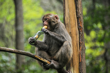 猴子吃东西张家界山上的猴子背景