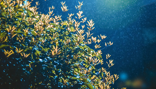 ps灌木素材蒙蒙细雨背景