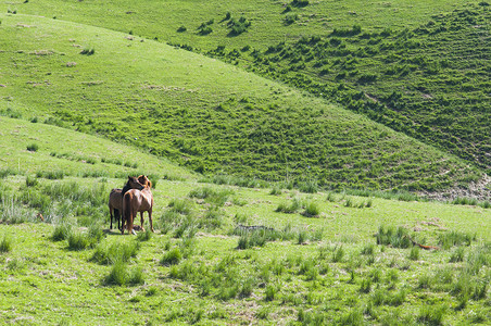 新疆是个好地方草原骏马背景