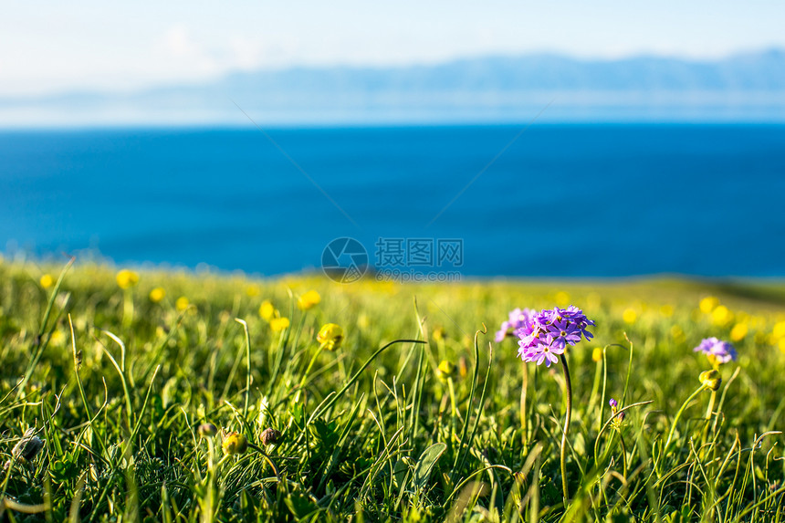 草原小花图片