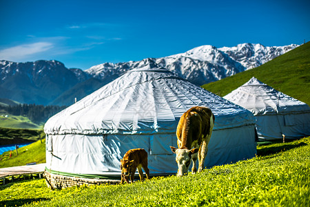 牛吃饲料新疆风光背景