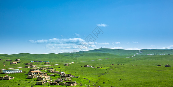 绿地小雏菊新疆风光背景