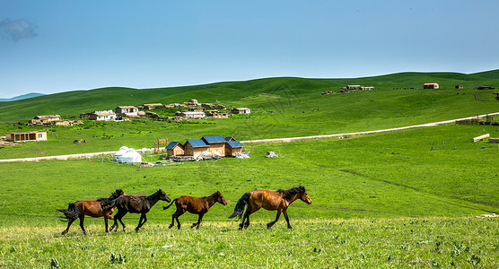 草原绿地策马崩腾的夏季新疆大草原背景