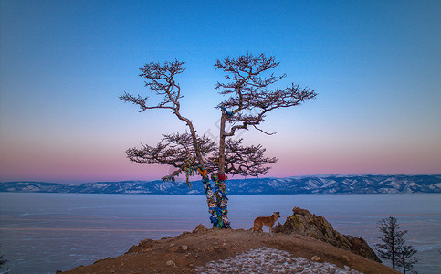 西伯利亚树火炬悬崖边一棵孤树背景