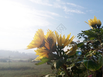 绽放山菊花阳光下盛开的黄菊花背景