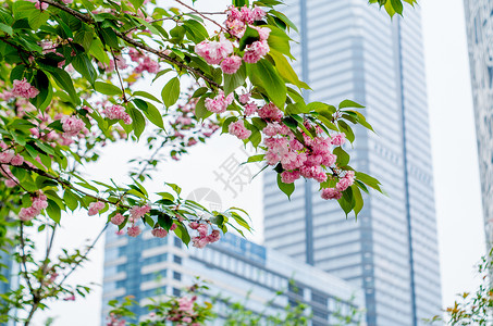 缝隙中的天空-城市建筑与花图片