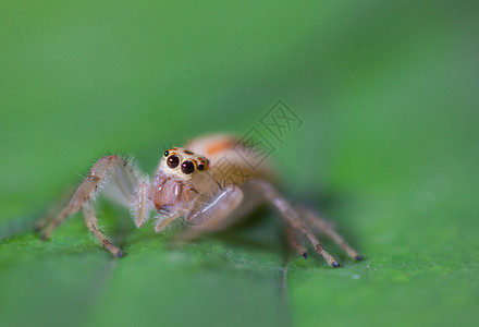 蜘蛛节肢动物高清图片